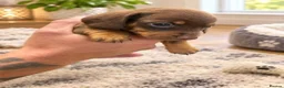 Miniature Dachshund dogs for sale: Miniature dachshund - Advert 3