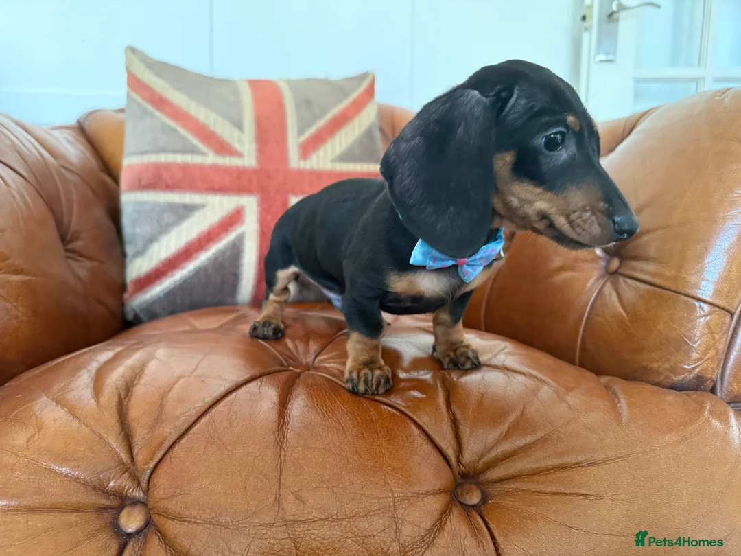 Miniature Dachshund dogs for sale: Beautiful Miniature Dachshunds 5 ⭐ License Breeder - Advert 2