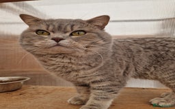 British Shorthair cats for sale: GCCF British Shorthair Male  - Image 3