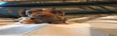 Miniature Dachshund 3