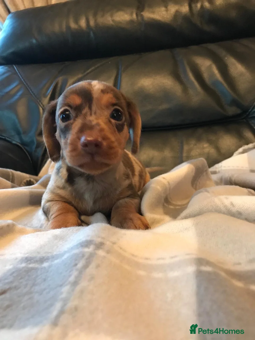 Miniature Dachshund dogs for sale: True miniature dachshunds - Advert 2