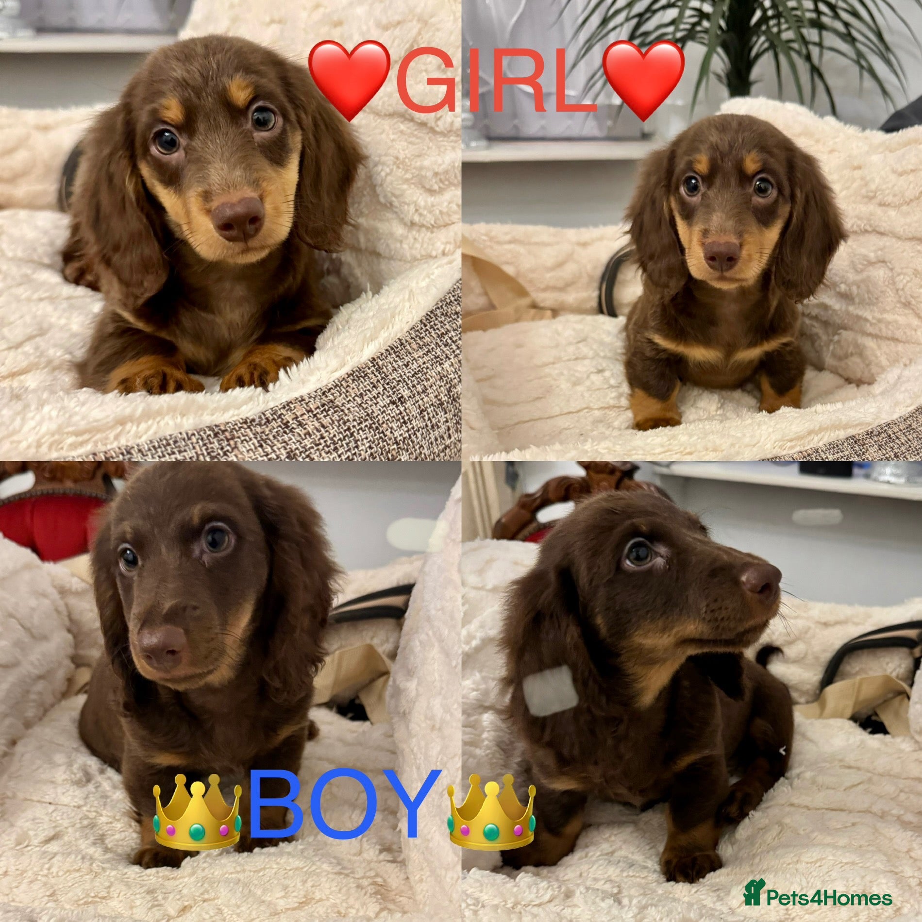 Miniature Dachshund dogs Dachshund miniature long hair  - Advert 8