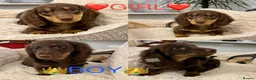 Miniature Dachshund dogs for sale: Dachshund miniature long hair  - Advert 6