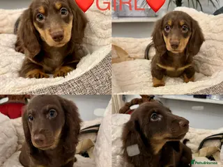 Miniature Dachshund dogs Dachshund miniature long hair - Advert 3