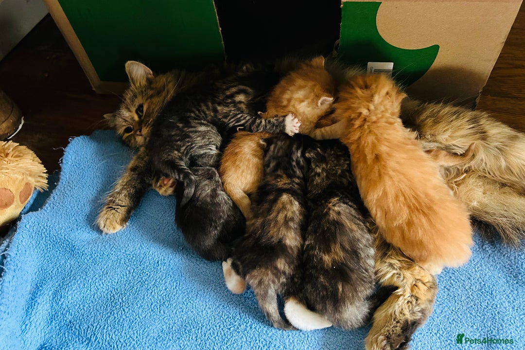 Persian cats for sale: GORGEOUS PERSIAN X KITTENS - Advert 2