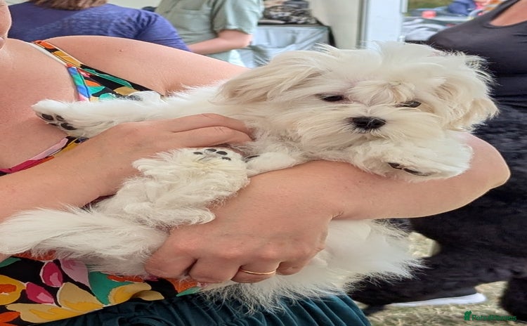 Maltese dogs - Advert 10