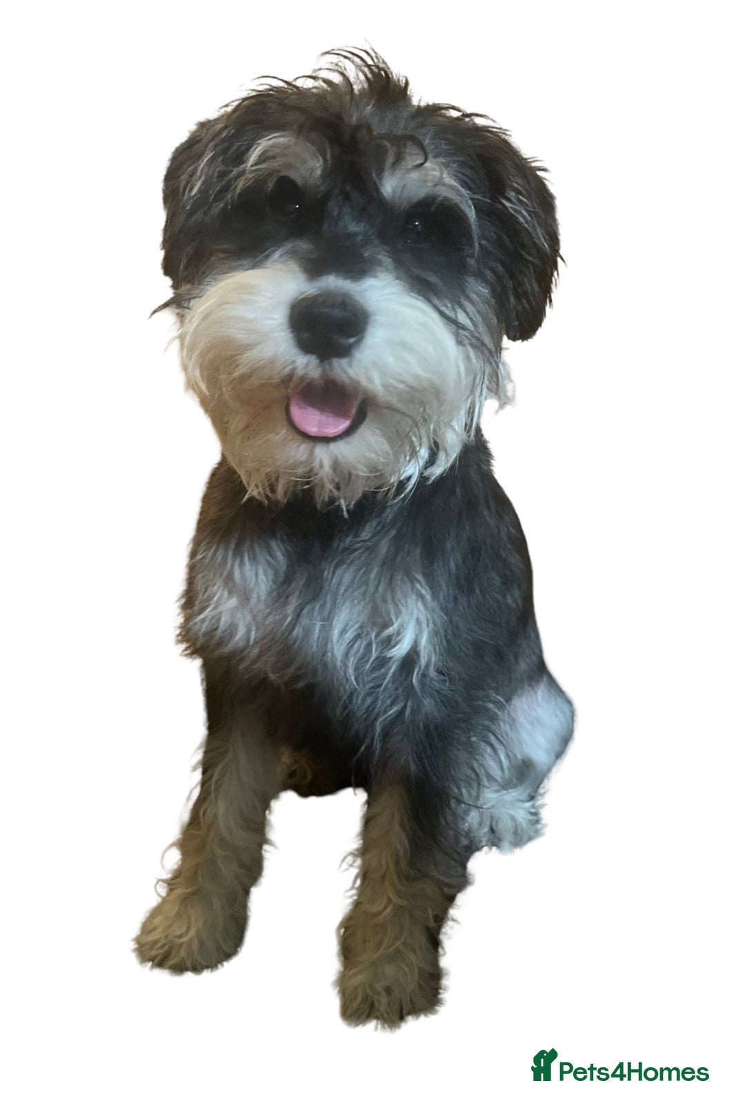 Miniature Schnauzer dogs for stud: Miniature Schnauzer stud - Advert 5