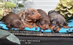 Miniature Dachshund dogs for sale: Miniature Daschund KC. PRA-OI-CRD-PRA-NCL - Image 1