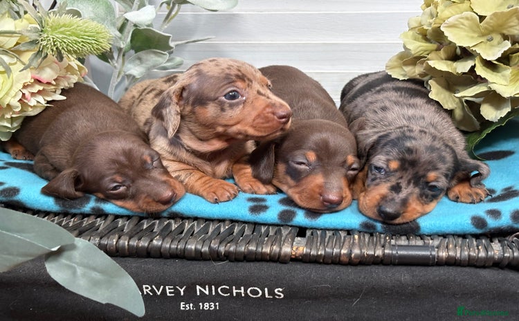 Miniature Dachshund dogs - Advert 4