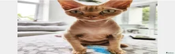 Devon Rex cats for sale: Devon Rex  in Ellesmere Port - Advert 5
