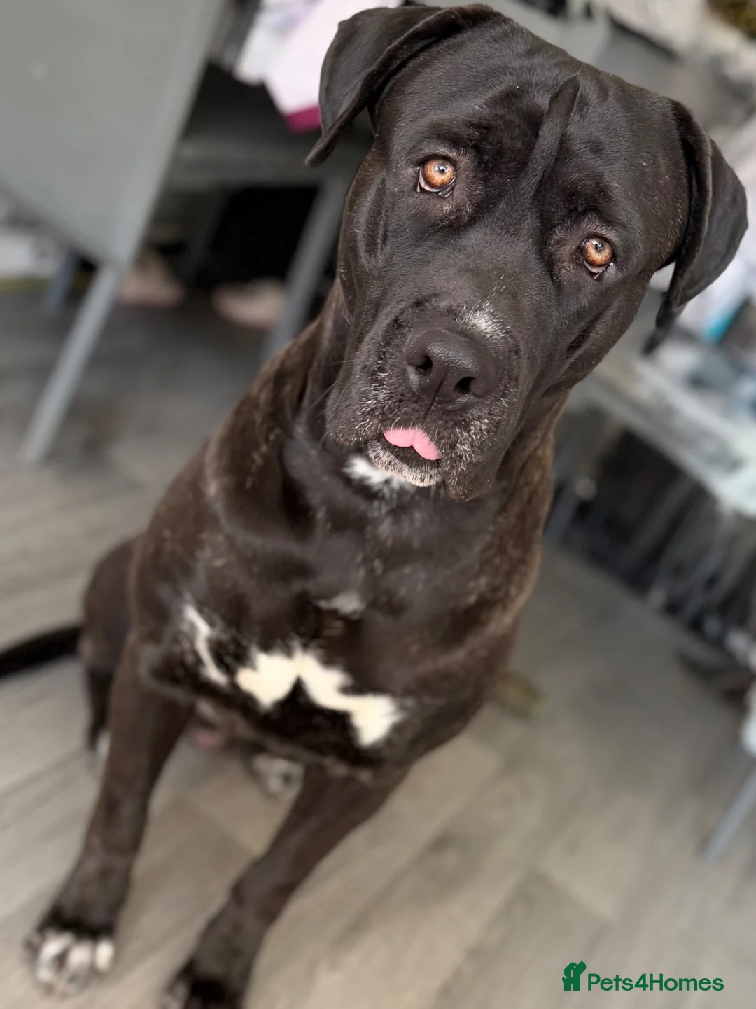 Cane Corso dogs for sale: 23 month cane corso in London - Advert 2