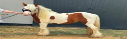 Irish Cob horses for sale: RED & WHITE TRADITIONAL MINI COB GELDING YOUNG - Advert 4