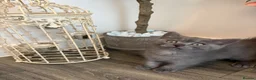 British Shorthair cats for sale: Beautiful British Shorthair Male Kittens 🐾 - Advert 5