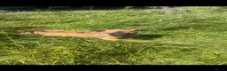 Whippet dogs for sale: Whippet puppies - Advert 9