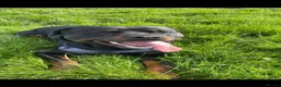 Rottweiler dogs for sale: Rottweiler Puppies - Advert 18