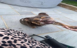 English Bulldog dogs for sale: Female English Bulldog - Image 3
