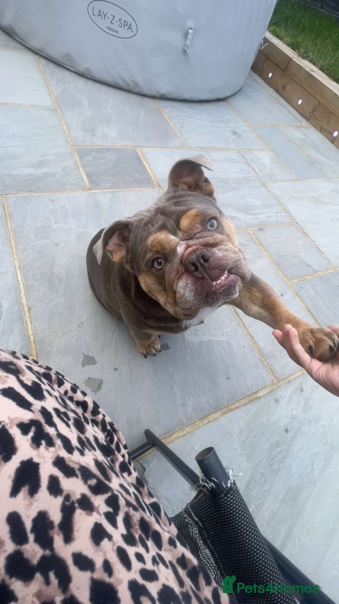 English Bulldog dogs for sale: Female English Bulldog - Image 3