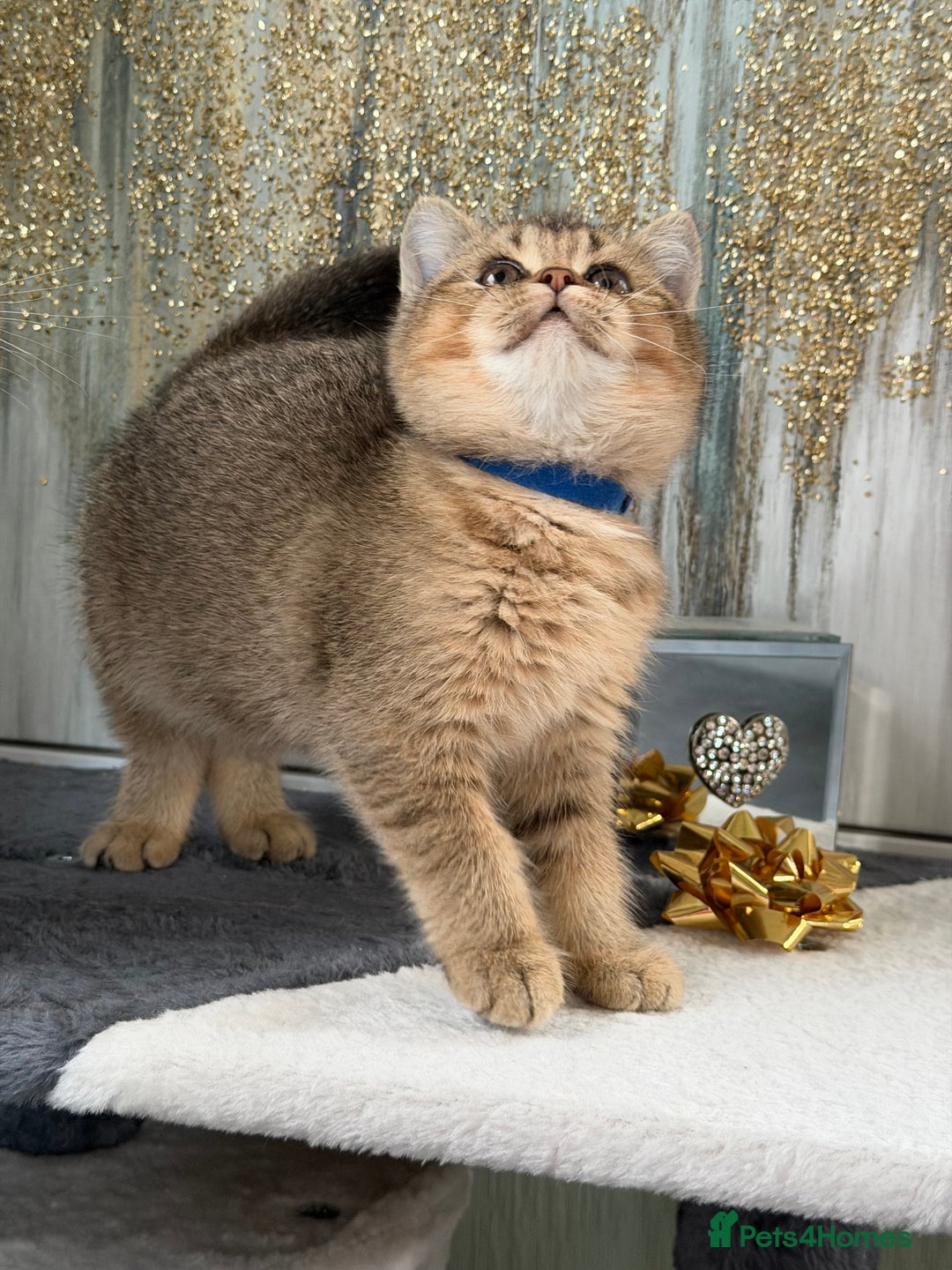 British Shorthair cats for sale: British shorthair Golden kittens TICA - Advert 9