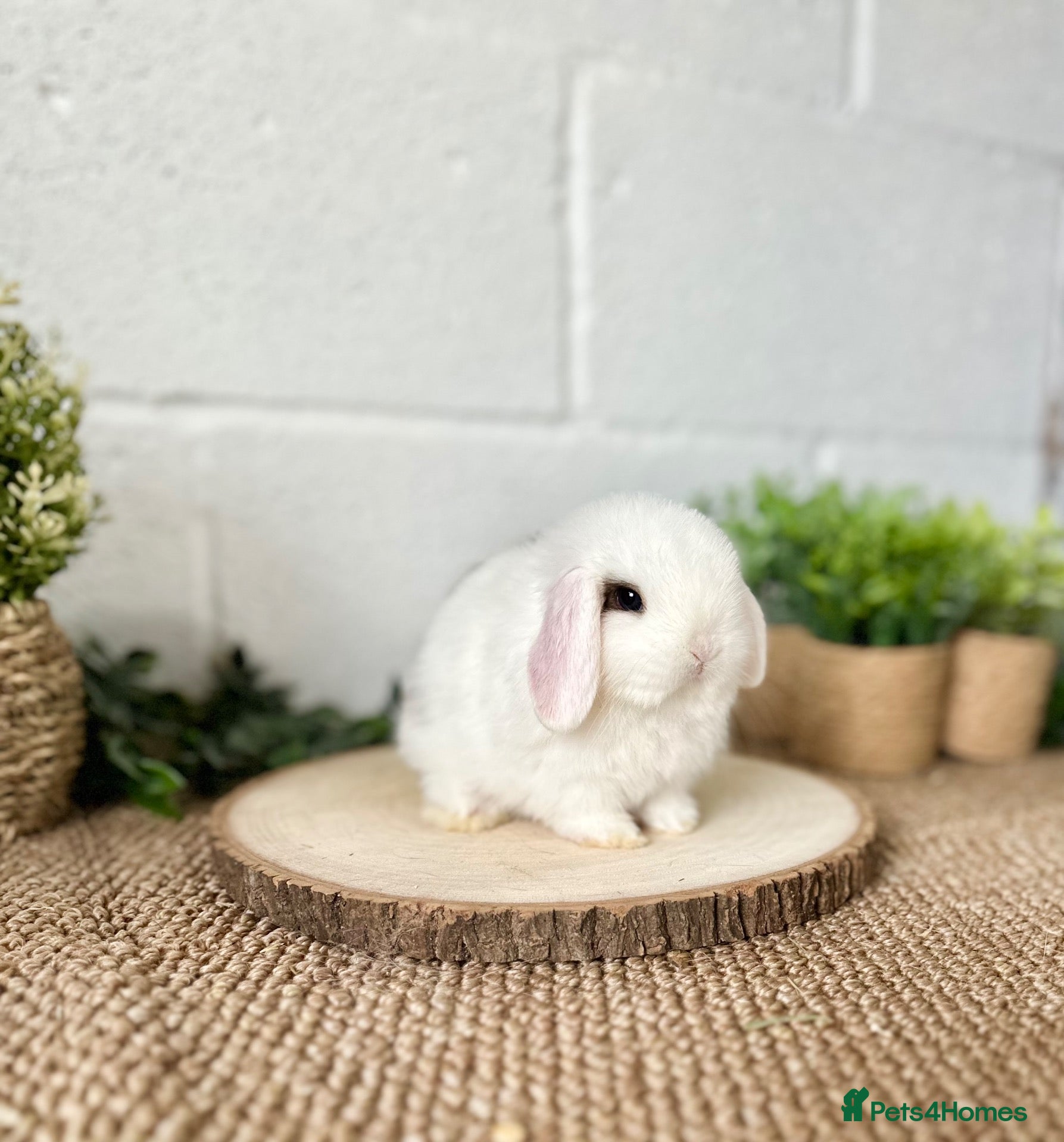 Mini Lop rabbits Mini Lops available to reserve🐰🌿  - Advert 1