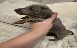 Miniature Dachshund dogs for sale: Miniature dachshunds  - Image 21