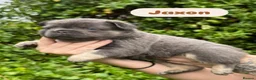 French Bulldog dogs for sale: KC Fluffy French Bulldogs  in Horsham - Advert 24