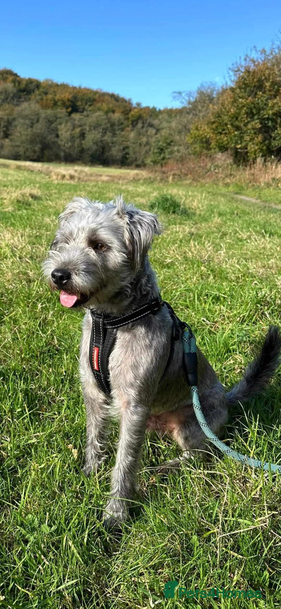 Patterdale Terrier dogs for sale: 3 years old male patterdale terrier  - Advert 2
