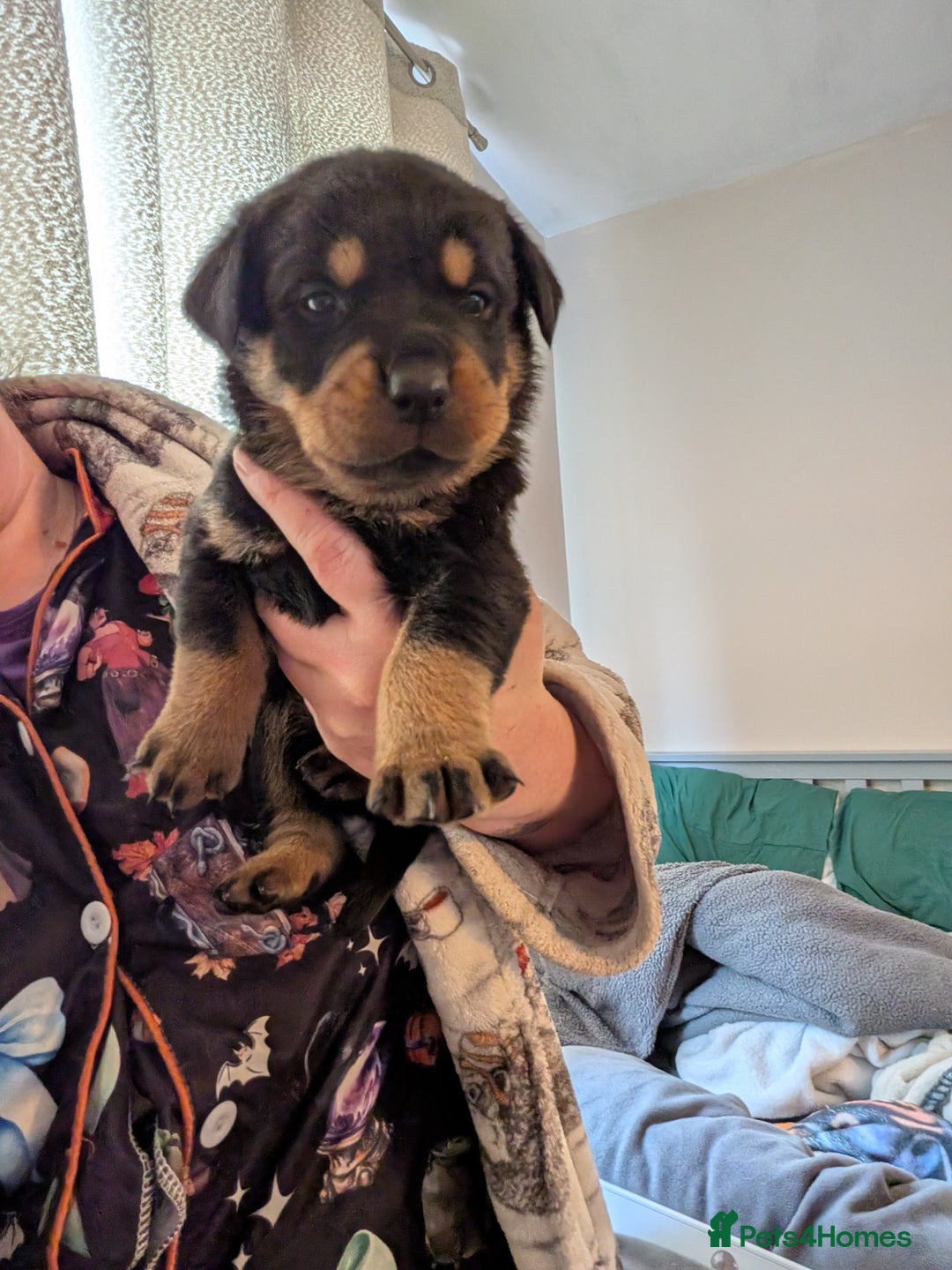 Rottweiler dogs for sale: ⭐ Rottweiler ⭐ - Advert 37