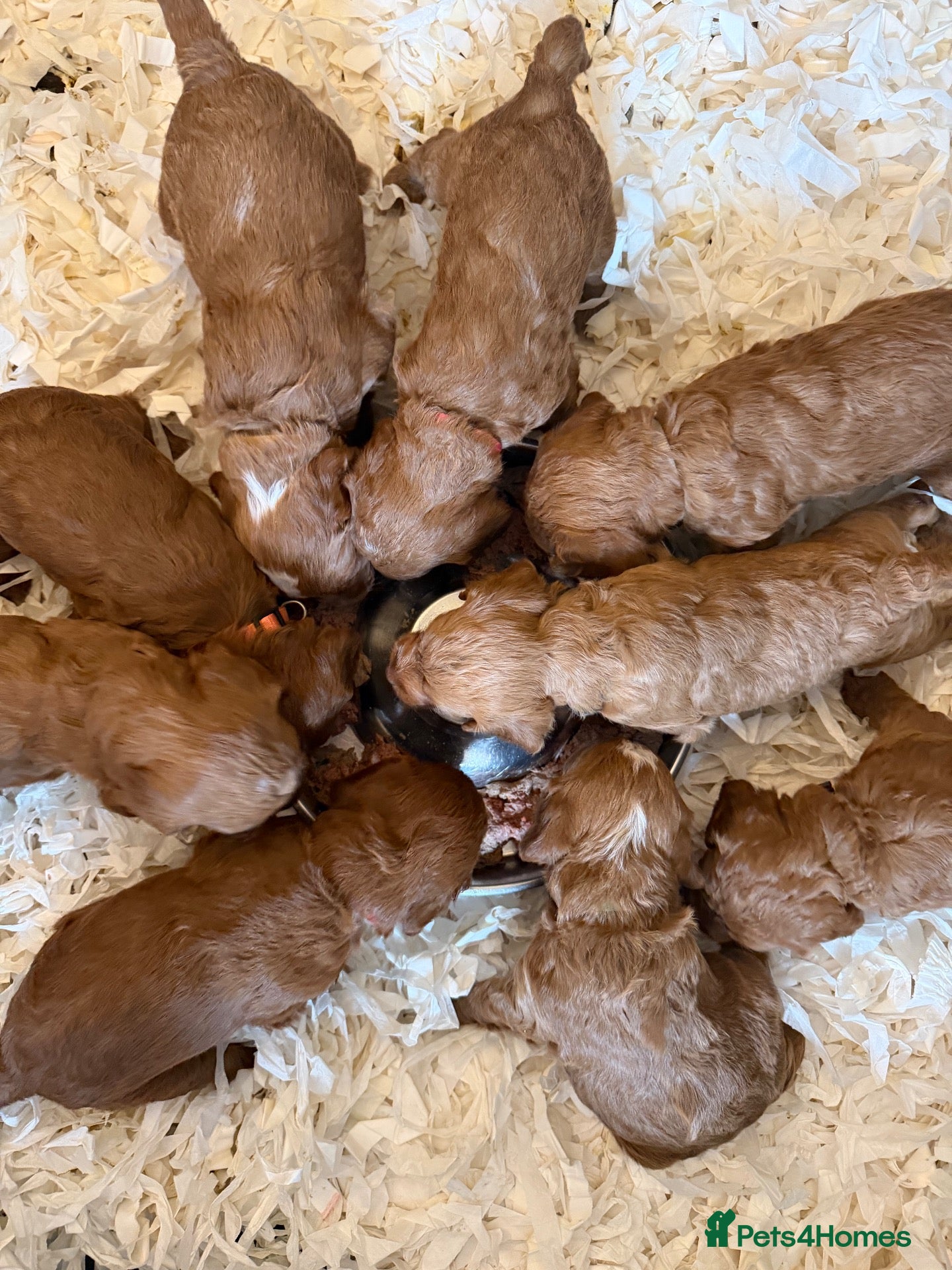 Cockapoo dogs Stunning Deep Red Cockapoos - Advert 2