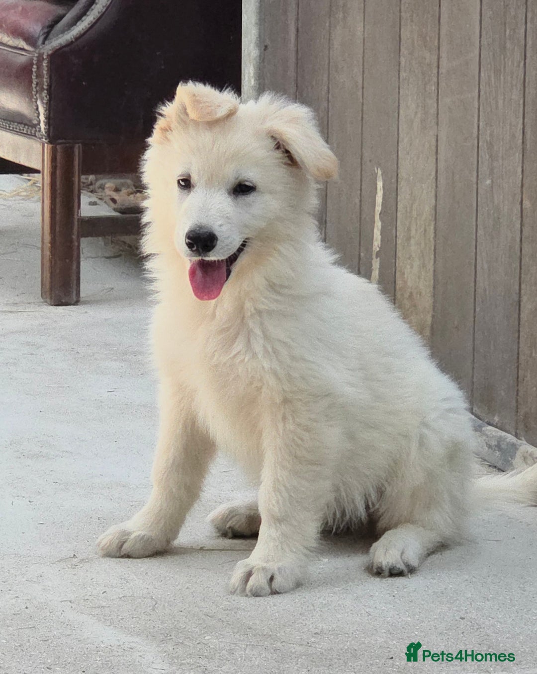 German Shepherd dogs for sale: ⭐️Quality KC Reg Long Coat German Shepherd Pups⭐️  - Image 14