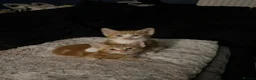 Domestic Shorthair cats for sale: 9 Gorgeous Kittens – Tabby, Ginger & Tortoiseshell - Advert 29