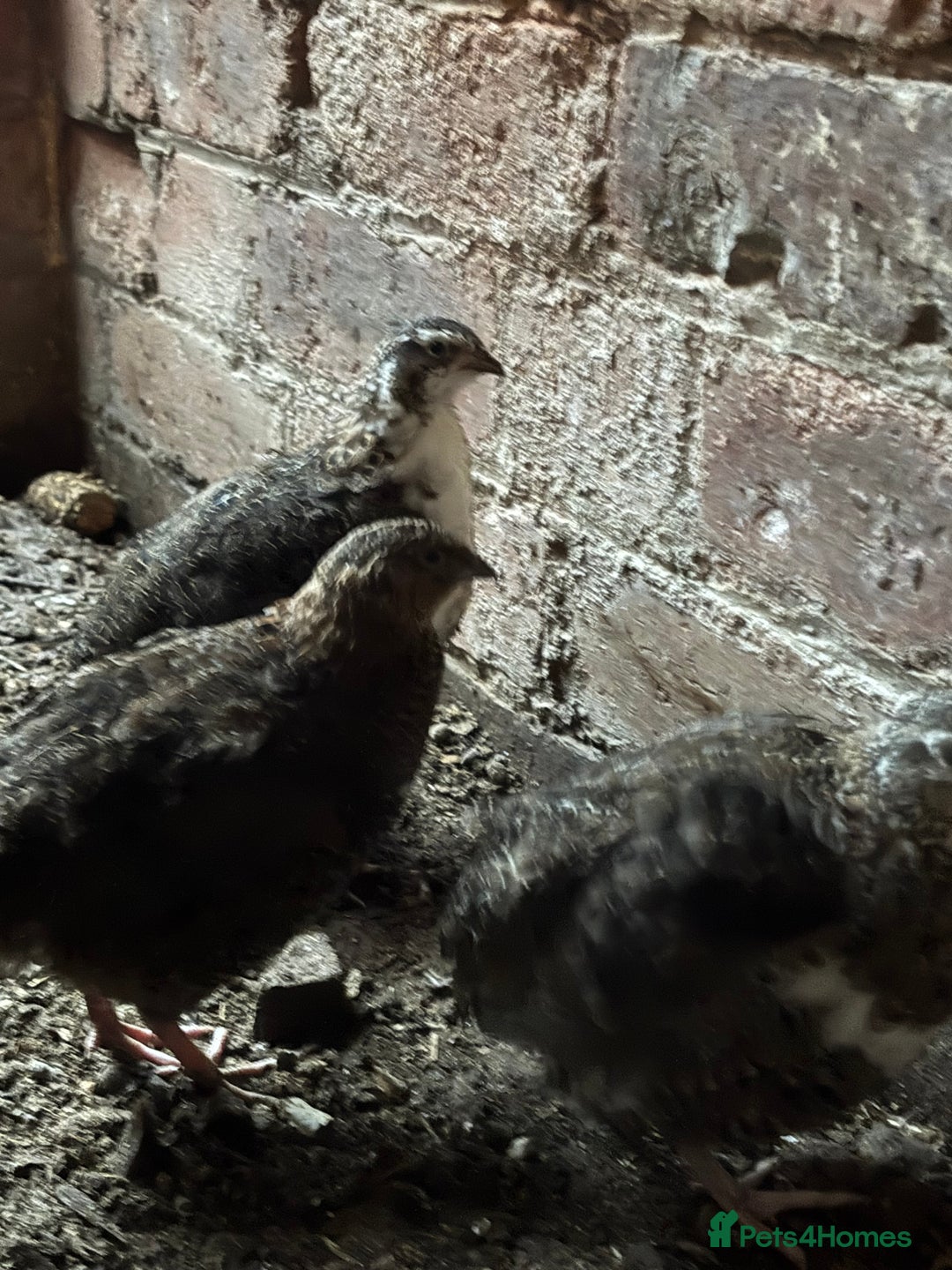 Quail poultry for sale: Quail for sale  - Advert 4