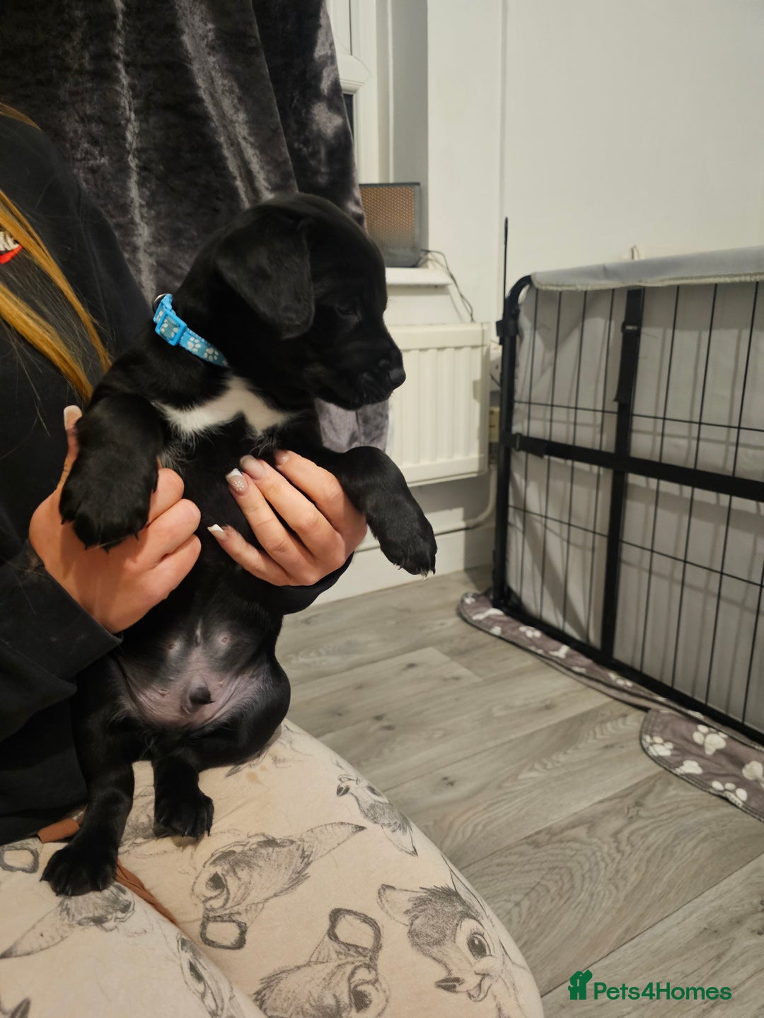 Mixed Breed dogs for sale: Chunky staff x lab pups 3 left - Advert 8