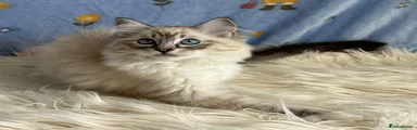 Ragdoll 1