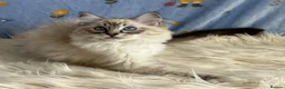 Ragdoll cats for sale: Beautiful TICA Registered Ragdoll Kittens - Advert 2