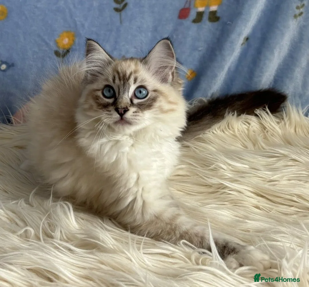 Ragdoll cats for sale: Beautiful TICA Registered Ragdoll Kittens - Advert 2