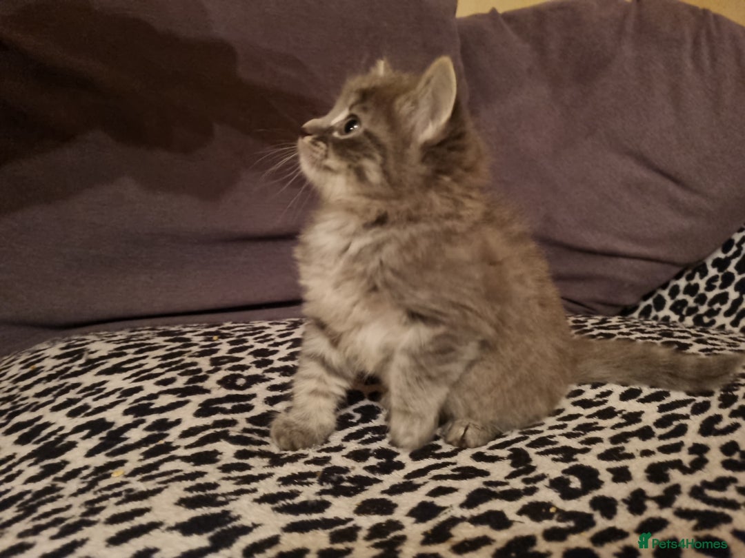 Mixed Breed cats for sale: Ghost tabby cats - Advert 7