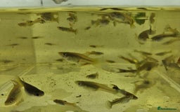 Live Bearers fish for sale: Mixed sized guppys,postage or collection - Image 4