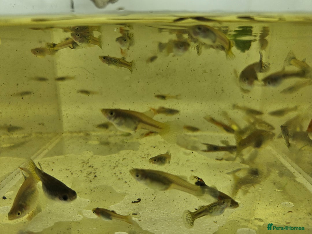 Live Bearers fish for sale: Mixed sized guppys,postage or collection - Image 4