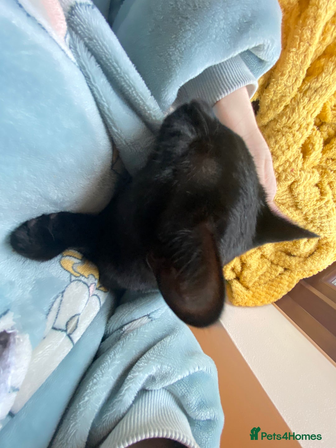 Mixed Breed cats for sale: Rehoming My Boy - Change in Circumstances - Advert 5