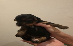 Yorkshire Terrier dogs for sale: Yorkies puppies for sale - Image 5
