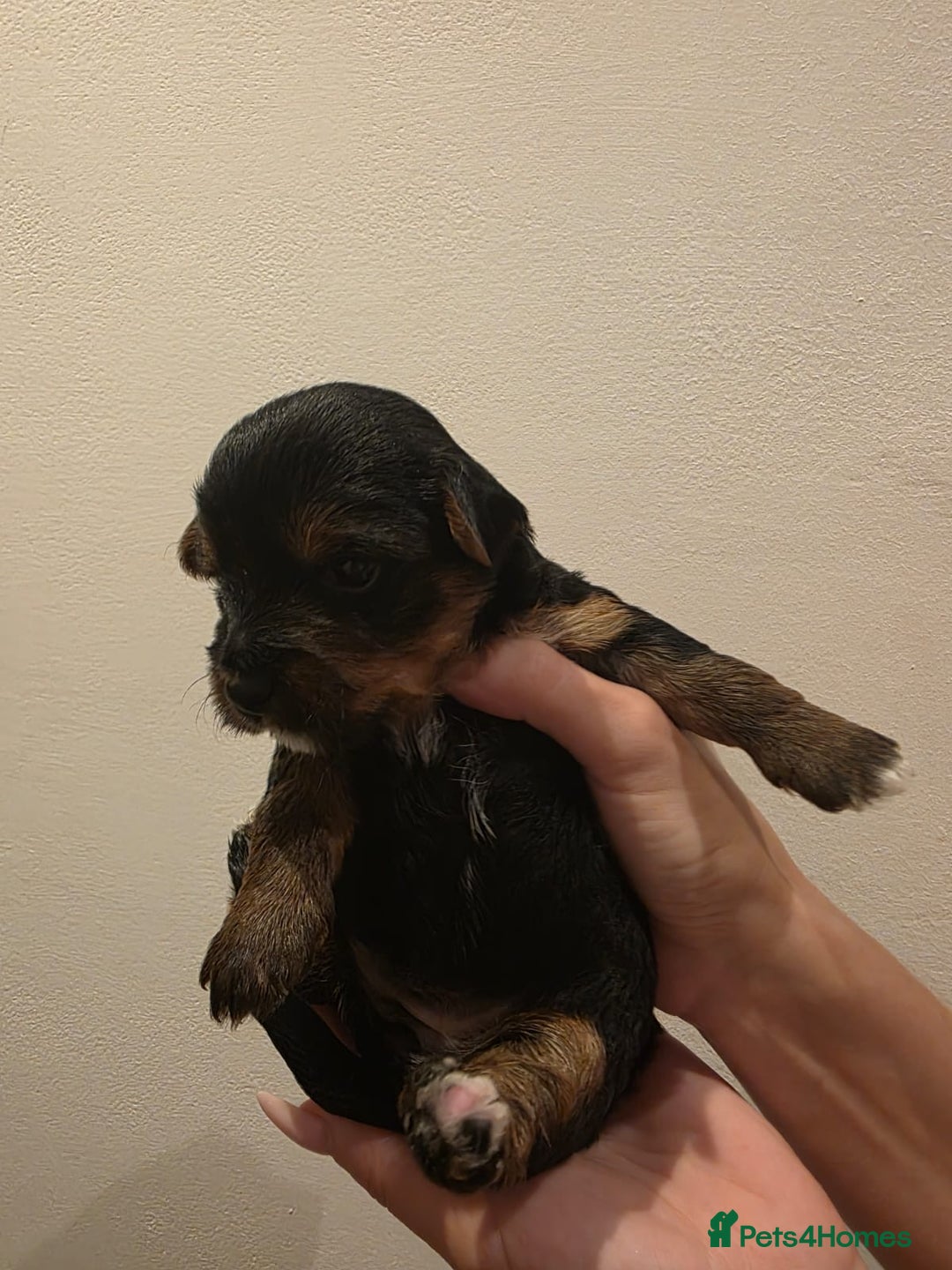 Yorkshire Terrier dogs for sale: Yorkies puppies for sale - Image 5