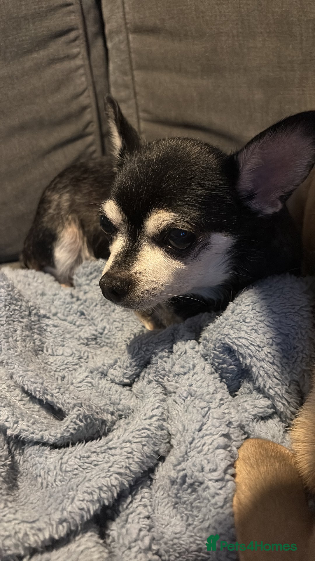 Chihuahua dogs for sale: Beautiful female chihuahua  - Advert 1