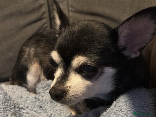 Chihuahua dogs Beautiful female chihuahua - Advert 1