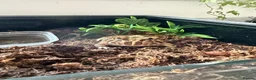 Frog reptiles for sale: Male Pac-Man Frog  - Advert 1
