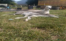 Mixed Breed dogs for sale: Whippet x f2 Labradoodle - Advert 7