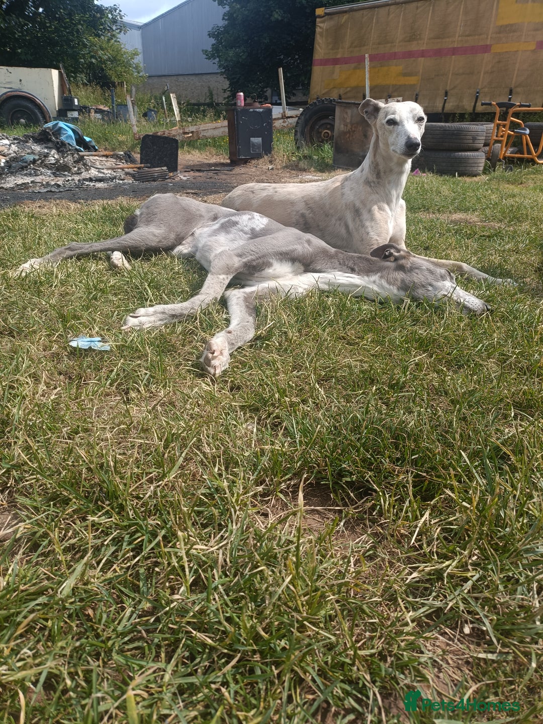 Mixed Breed dogs for sale: Whippet x f2 Labradoodle - Advert 7