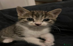 Mixed Breed cats for sale: 7 weeks kittens - Image 5
