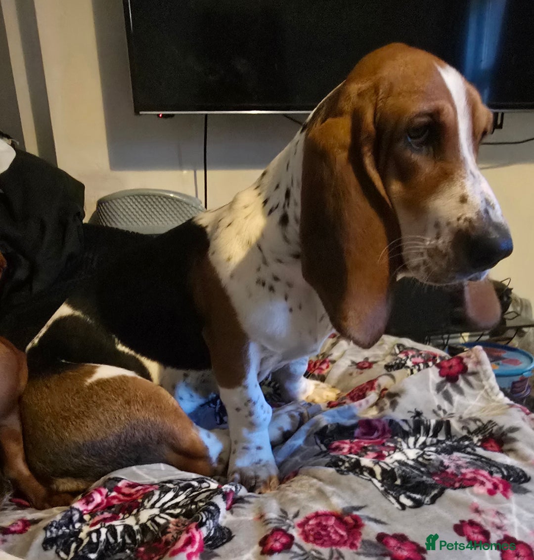 Basset Hound dogs for sale: Beautiful Kc Female Basset Hound - Advert 3