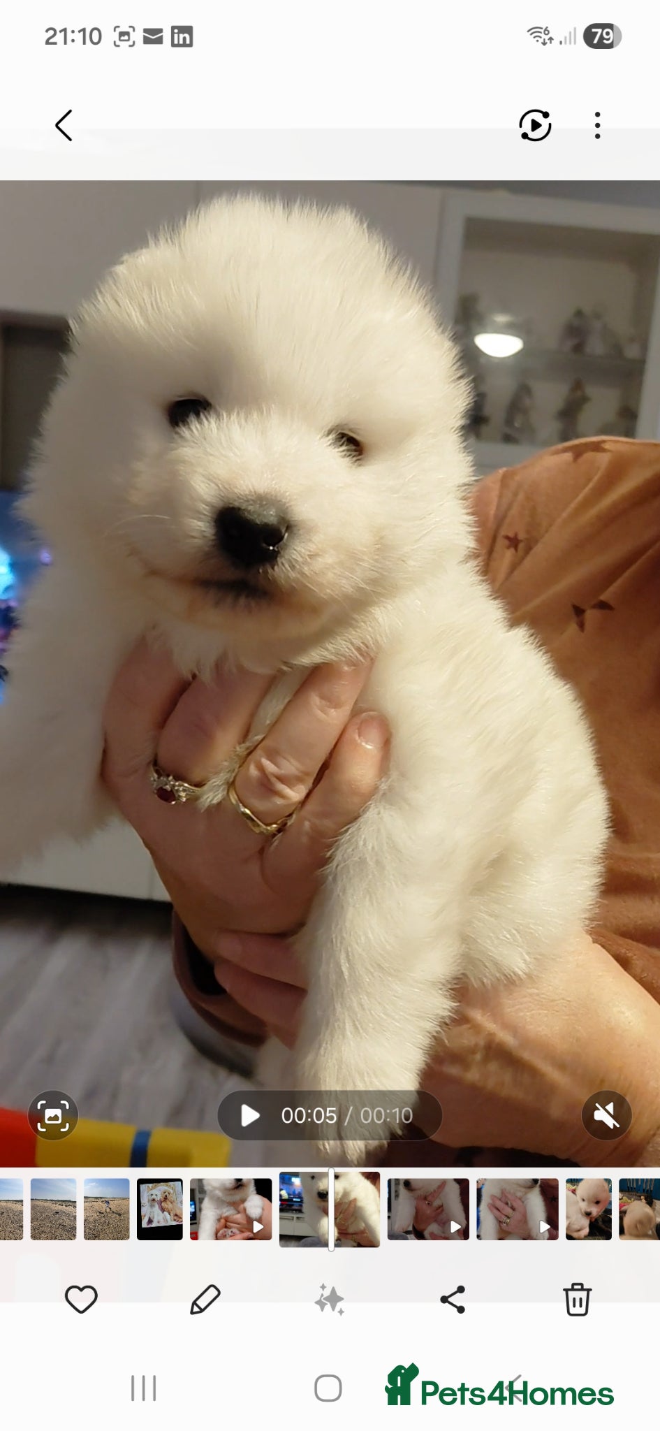 Samoyed dogs Samoyed pups in Essex - Advert 1