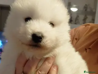 Samoyed dogs Samoyed pups in Essex - Advert 14